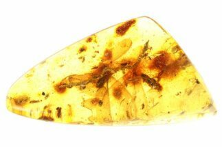 Polished Colombian Copal ( g) - Winged Termites and Moss! #281829