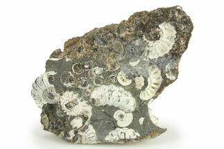 Ammonite (Promicroceras) Cluster - Marston Magna, England #281985