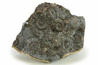 Ammonite (Promicroceras) Cluster - Marston Magna, England #281997