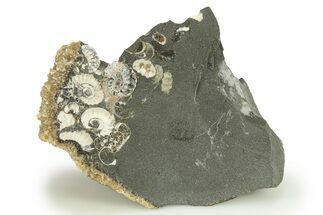 Ammonite (Promicroceras) Cluster - Marston Magna, England #282003