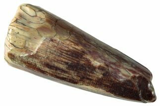 Dinosaur-Eating Crocodile (Sarcosuchus) Tooth - Niger #282090