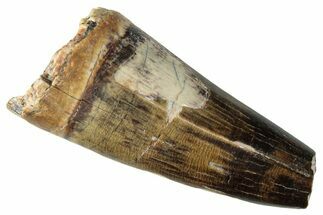 Dinosaur-Eating Crocodile (Sarcosuchus) Tooth - Niger #282097