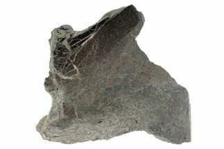 Pyritized, Polished Iguanodon Bone - Isle Of Wight #282144