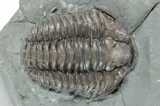 Prone Flexicalymene Trilobite - Indiana #282170