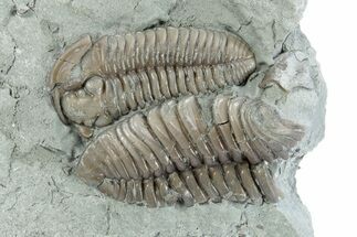 Two Overlapping Flexicalymene Trilobites - Indiana #282185