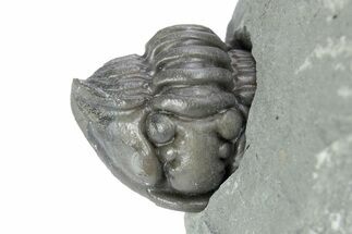 Wide, Enrolled Flexicalymene Trilobite - Indiana #282189