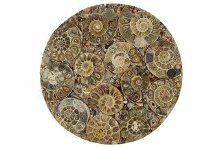 Composite Plate Of Agatized Ammonite Fossils #281935