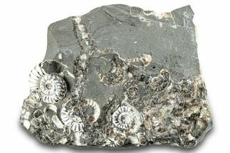 Ammonite (Promicroceras) Cluster - Marston Magna, England #282032