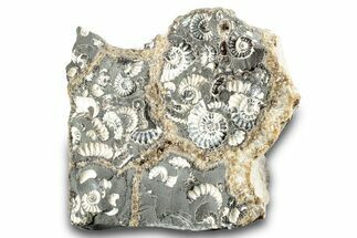 Ammonite (Promicroceras) Cluster - Marston Magna, England #282041