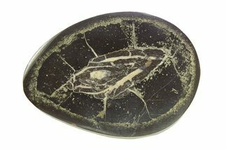 Polished Fish Coprolite (Fossil Poo) Nodule Half - Scotland #282263
