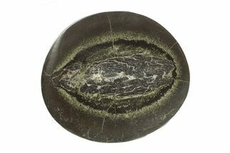 Polished Fish Coprolite (Fossil Poo) Nodule Half - Scotland #282267