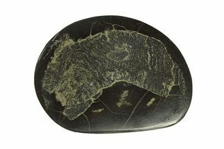 Polished Fish Coprolite (Fossil Poo) Nodule Half - Scotland #282269