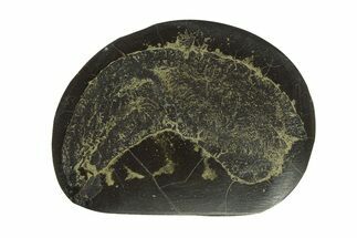 Polished Fish Coprolite (Fossil Poo) Nodule Half - Scotland #282271