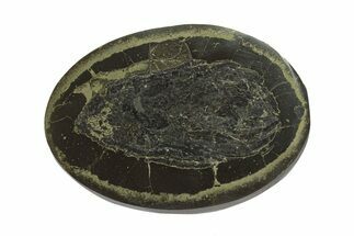 Polished Fish Coprolite (Fossil Poo) Nodule Half - Scotland #282275