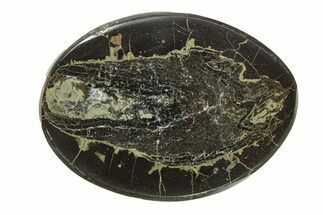 Polished Fish Coprolite (Fossil Poo) Nodule Half - Scotland #282329