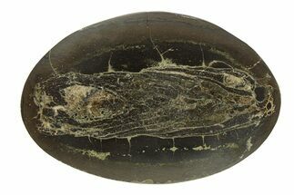 Polished Fish Coprolite (Fossil Poo) Nodule Half - Scotland #282349