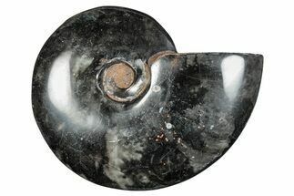 Polished Ammonite (Cleoniceras) Fossil - Unique Black Color! #282408