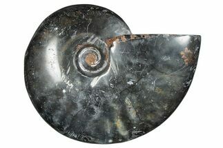 Polished Ammonite (Cleoniceras) Fossil - Unique Black Color! #282416