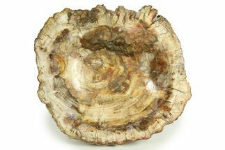 Polished Petrified Wood Dish - Madagascar #282376