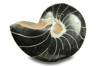 Polished Fossil Nautilus (Cymatoceras) - Unusual Black Color! #282442