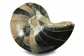 Polished Fossil Nautilus (Cymatoceras) - Unusual Black Color! #282449