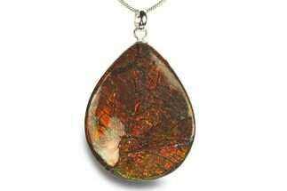 Brilliant Ammolite Pendant (Necklace) - Alberta, Canada #282468