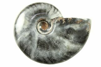 Black Polished Ammonite Fossils - to / Size #282714