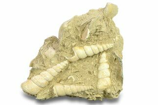 Fossil Gastropod (Haustator) Cluster - Damery, France #282680