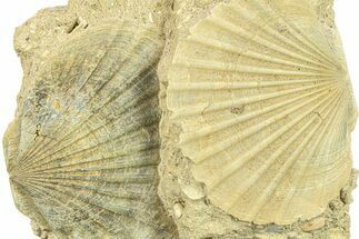 Fossil Pecten (Scallops) Cluster - Gironde, France #282686