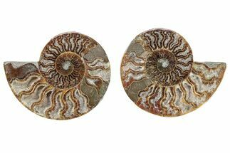 Cut & Polished, Crystal-Filled Ammonite Fossil - Madagascar #282637