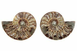 Cut & Polished, Crystal-Filled Ammonite Fossil - Madagascar #282641