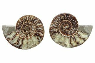 Cut & Polished, Crystal-Filled Ammonite Fossil - Madagascar #282642