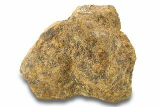 Gold Basin Chondrite Meteorite ( g) - Arizona #282778