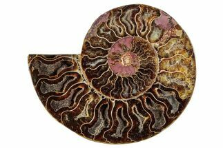 Cut & Polished Ammonite Fossil (Half) - Madagascar #282596