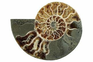 Cut & Polished Ammonite Fossil (Half) - Madagascar #282605