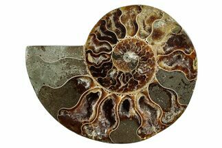Cut & Polished Ammonite Fossil (Half) - Madagascar #282610