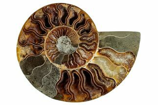 Cut & Polished Ammonite Fossil (Half) - Madagascar #282627