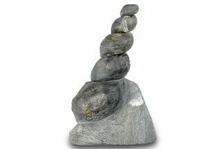 Devonian Fossil Gastropod Internal Mold - Issoumour, Morocco #282730