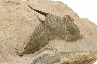 Bumpy Zlichovaspis Trilobite - Lghaft, Morocco #282807