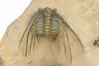 Kettneraspis Trilobite With Long Occipital - Lghaft, Morocco #282809