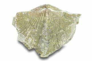 Pyrite-Replaced Brachiopod (Paraspirifer) Fossil - Ohio #282904