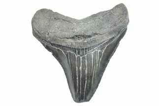 Serrated, Juvenile Megalodon Tooth - South Carolina #275844