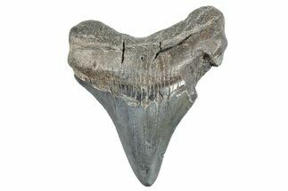 Juvenile Megalodon Tooth - South Carolina #275846