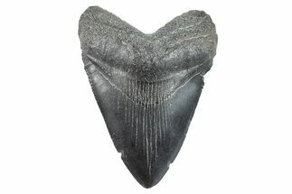 Serrated, Juvenile Megalodon Tooth - South Carolina #275848