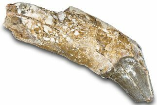 Fossil Titanothere (Megacerops) Canine Tooth - Nebraska #281722