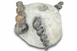 Three Devonian Fossil Gastropod Internal Molds - Issoumour, Morocco #282805