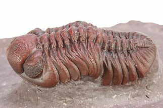 Red Austerops Trilobite - Hmar Laghdad, Morocco #282814
