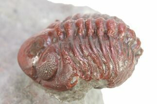 Enrolled, Red Austerops Trilobite - Hmar Laghdad, Morocco #282815