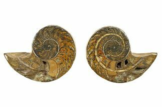 Jurassic Nautilus (Cymatoceras) Fossil Pair - Madagascar #282705
