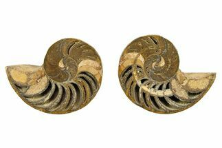 Jurassic Nautilus (Cymatoceras) Fossil -Madagascar #282707